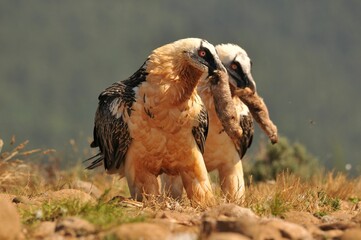 Scary bearded vulture birds eating bones in the rocky valley on a sunny day