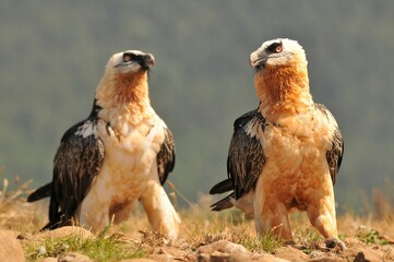Scary bearded vulture birds in the rocky valley on a sunny day