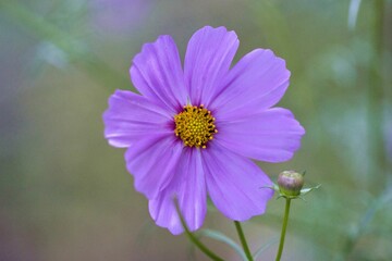 Selective focus of a beautiful purple Cosmea flower blooming in the garden