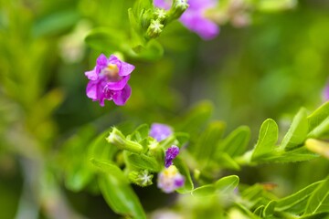 Fototapeta na wymiar Selective focus of purple wildflowers blooming in the garden