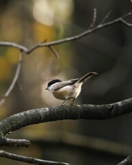 Vertical shot of a marsh tit on the blurry background