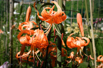 Lys, Lis, lilium, Lilly, Lilium Lancifolium, Lys orange, lys trompette, Frédéric.M, jardin du...