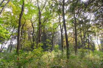 Fototapeta na wymiar 緑の葉が生い茂る雑木林