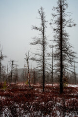 trees in the forest at Mer Bleue