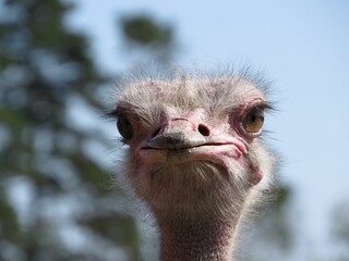 Selective focus closeup shot of a fluffy ostrich head