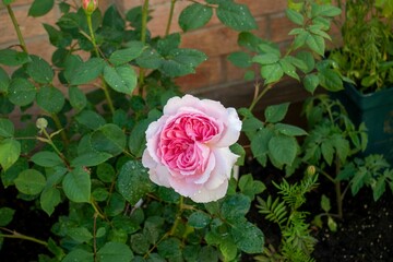 Closeup shot of a blooming pink white rose on a bush