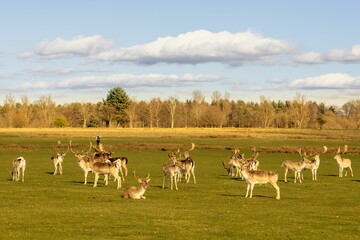 Herd of deer grazing on the meadows