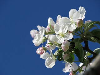 Closeup shot of blooming white apple blossom flowers under a blue sky