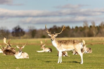 Herd of deer grazing on the meadows