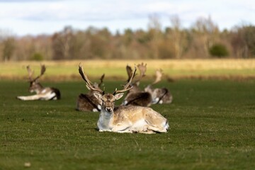 Herd of deer grazing on the meadows