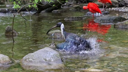 The Straw-necked Ibis, Threskiornis spinicollis is a bird of the ibis and spoonbill family Threskiornithidae. 