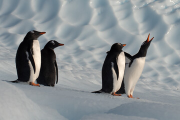 Four Gentoo penguins on an iceberg