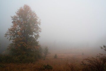 Obraz na płótnie Canvas Low-angle shot of a beautiful forest on a foggy day