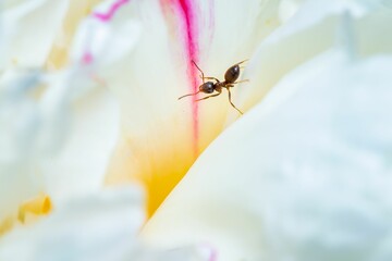 Closeup shot of an ant on a white flower