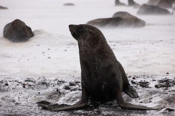Fur seal in Deception Island