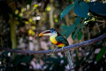 Closeup of a Curl-crested Aracari bird perched on a tree branch
