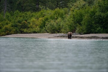 Beautiful shot of a brown grizzly bear walking around on a lake shore in Alaska