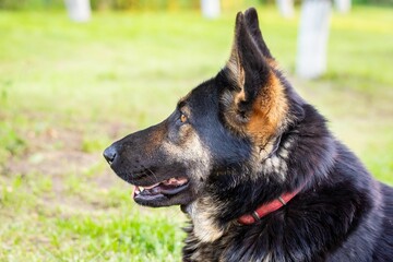 Closeup shot of the side of a beautiful brown black dog face