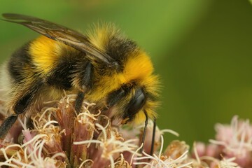 Macro shot of a white tailed bumblebee on a plant