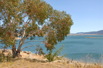Fototapeta na wymiar Jindabyne, New South Wales, Australia: Tree near Lake Jindabyne. Jindabyne is a tourist destination near the Snowy Mountains.