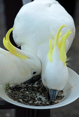 Sulphur-crested cockatoos feeding from a bowl. Australian birds with white plumage and yellow...