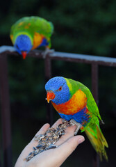 Rainbow lorikeet feeding from a woman's hand. Australian bird with colourful plumage. Rainbow lorikeet (trichoglossus moluccanus) in Sydney, Australia.
