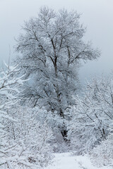 The tall old poplar around the snowy trees after heavy snowfall in the forest.