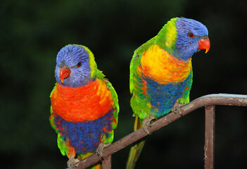 Rainbow lorikeets perching on a railing. Australian birds with colourful plumage. Rainbow lorikeet (trichoglossus moluccanus) in Sydney, Australia.