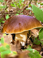 gros champignon cèpes 