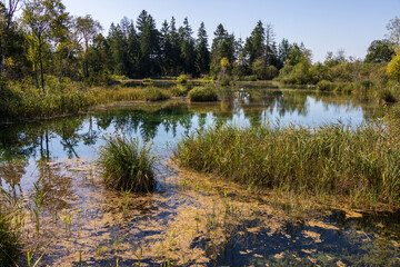 Haidgauer Quellseen im Wurzacher Ried