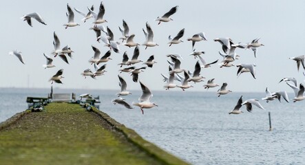 Wide-angle shot of a flock of Seagulls (Larus) flying over a moss-covered pier on a cloudy day