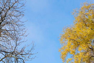 autumn leaves against blue sky
