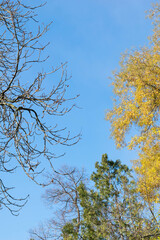 tree and sky