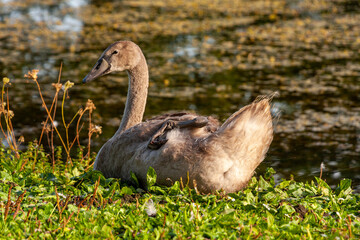 Jungschwan oder junger Schwan