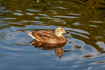 Schwimmende Stockente mit Spiegelung im Wasser