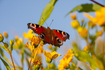 Tagpfauenauge oder peacock butterfly