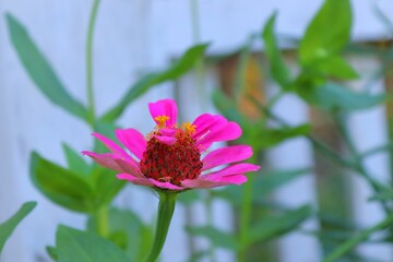 Closeup shot of a blooming bright pink zinnia flower with fallen petals