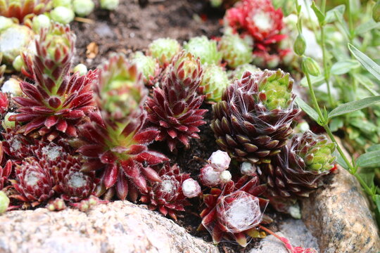 Sempervivum Schwarze Witwe Rojnik