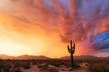 Saguaro cactus at sunset in the Arizona desert