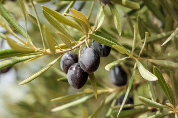 Olive tree branch with black ripe fruit on it. Close up view. Andalucia, Spain.