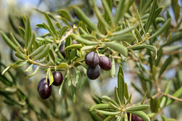 Olive tree branch with black ripe fruit on it. Close up view. Andalucia, Spain.