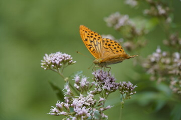 Schmetterling orange Kaisermantel Argynnis paphia