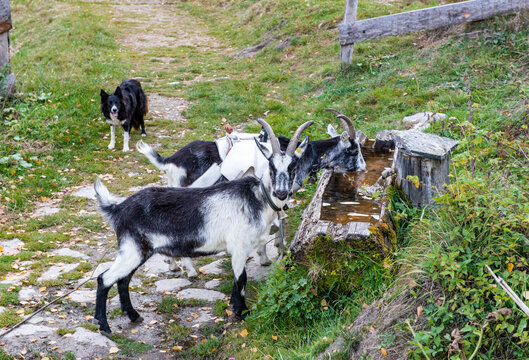Ziegen trinken im Holztrog