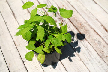 malina Rubus idaeus