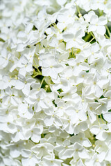Closeup small lacy white flowers of a Hydrangea plant blooming in a summer garden

