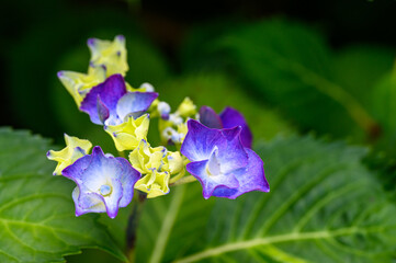 Closeup of a Hydrangea plant beginning to bloom with ruffles bright blue flowers in a summer garden
