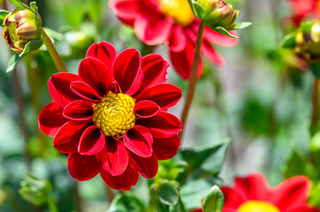 Cheerful red and yellow dahlia blooming in a summer garden
