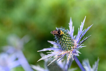 Bumblebee pollinating the thistle like blue flower of a Sea Holly plant blooming in a summer garden
