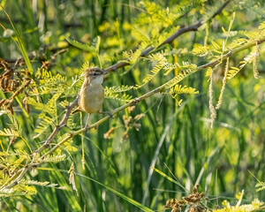 A Paddy field Warbler portrait
