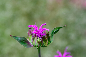 Closeup of the purple bee balm flower blooming in a summer garden
